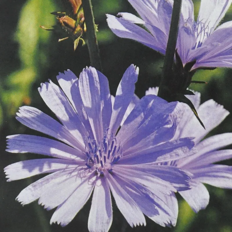 Chicory Bach Flower Remedy 10ml